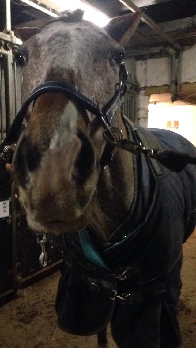 Knabstrupper Nørremarkens Maláco billede 15