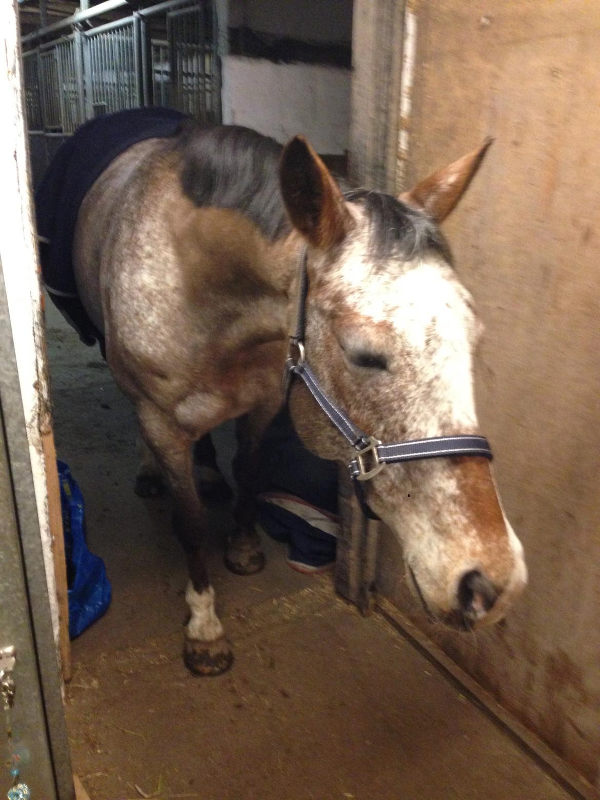 Knabstrupper Nørremarkens Maláco - Lidt nysgerrig har man vel lov at være billede 18