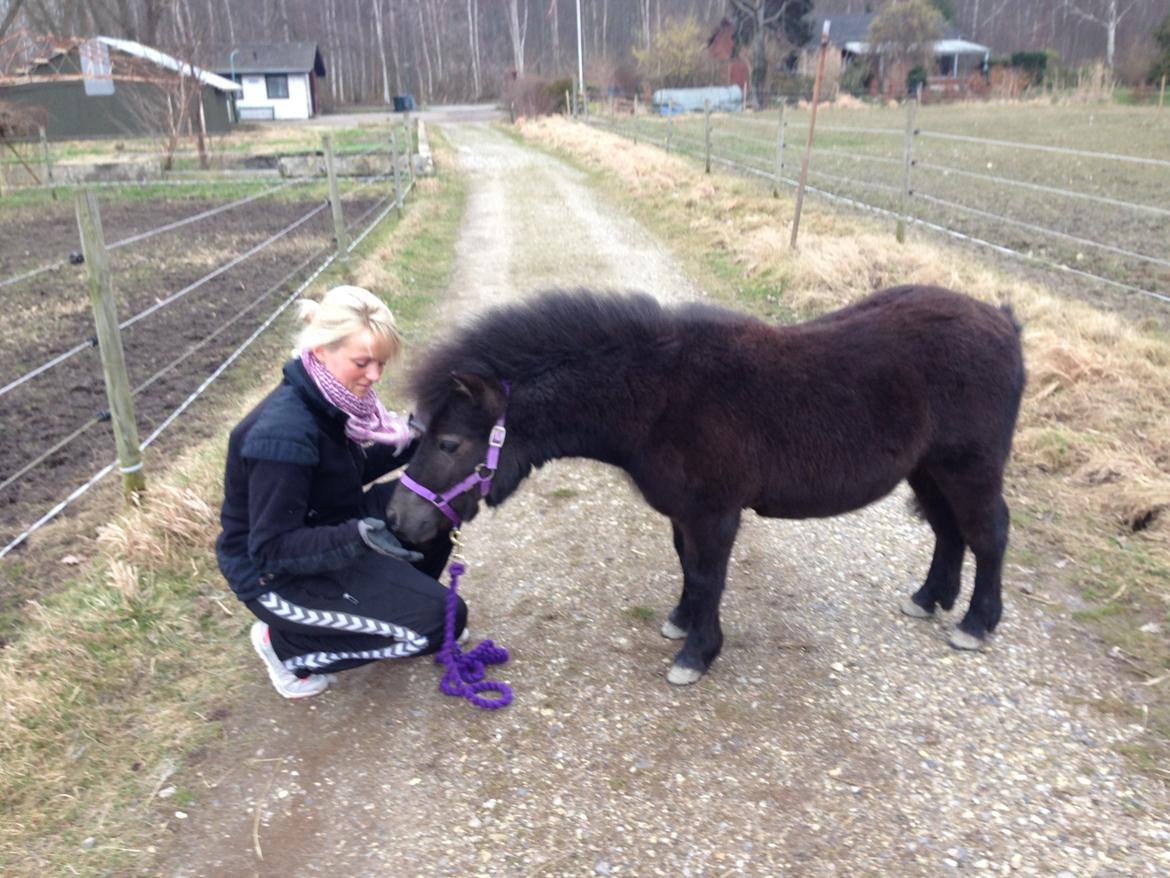 Shetlænder Annagaard Platin billede 3