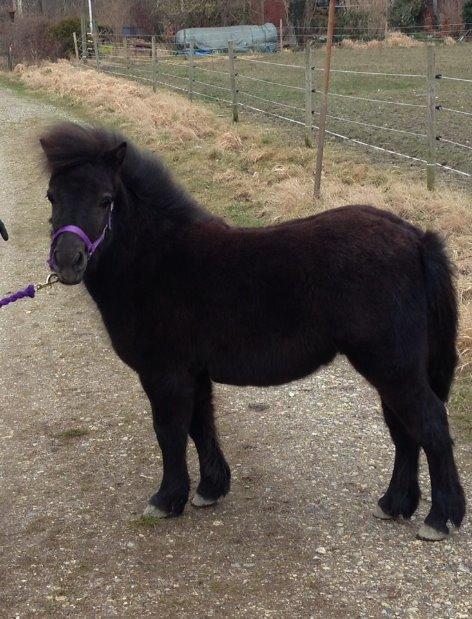 Shetlænder Annagaard Platin billede 2