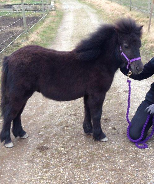 Shetlænder Annagaard Platin billede 14