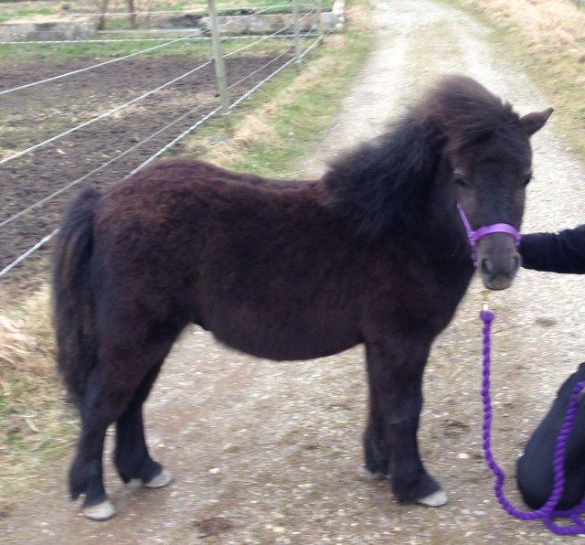 Shetlænder Annagaard Platin billede 15