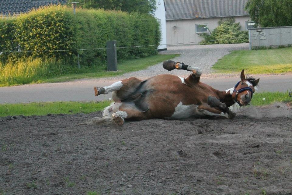 Paint Wild Fire billede 6