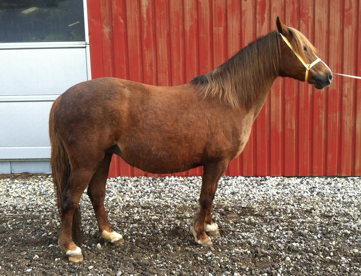 Welsh Pony (sec B) Keilkær Zerlina R.I.P. - 4 marts 2014, ca 6 uger til termin billede 5