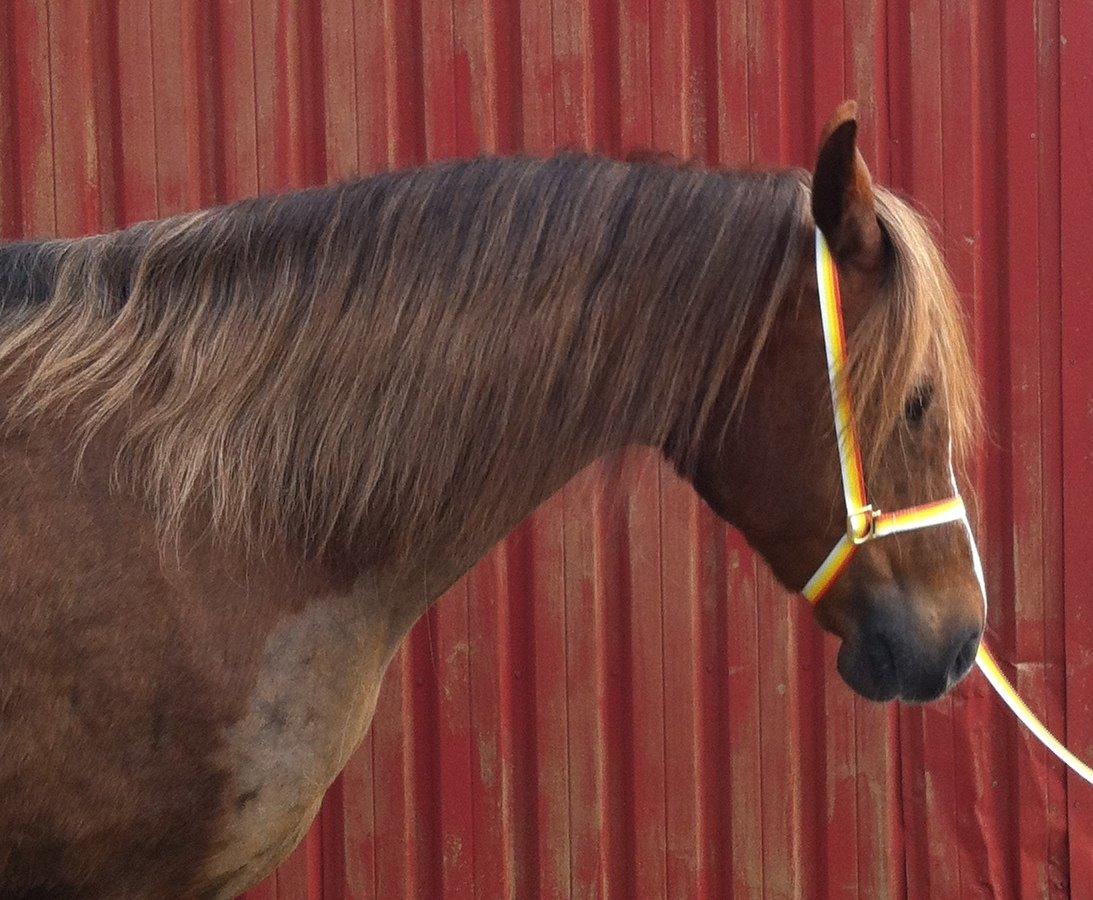 Welsh Pony (sec B) Keilkær Zerlina R.I.P. - 4 marts 2014, smukke pige billede 4