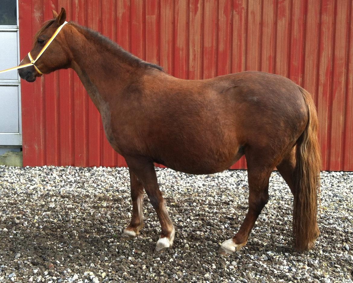 Welsh Pony (sec B) Keilkær Zerlina R.I.P. - 4 marts 2014, ca 6 uger til termin billede 6
