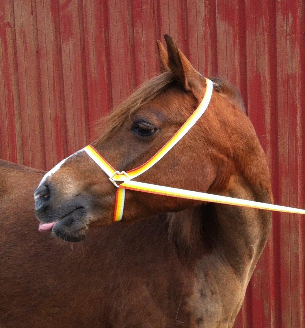 Welsh Pony (sec B) Keilkær Zerlina R.I.P. - 4 marts 2014, smukke pige billede 3