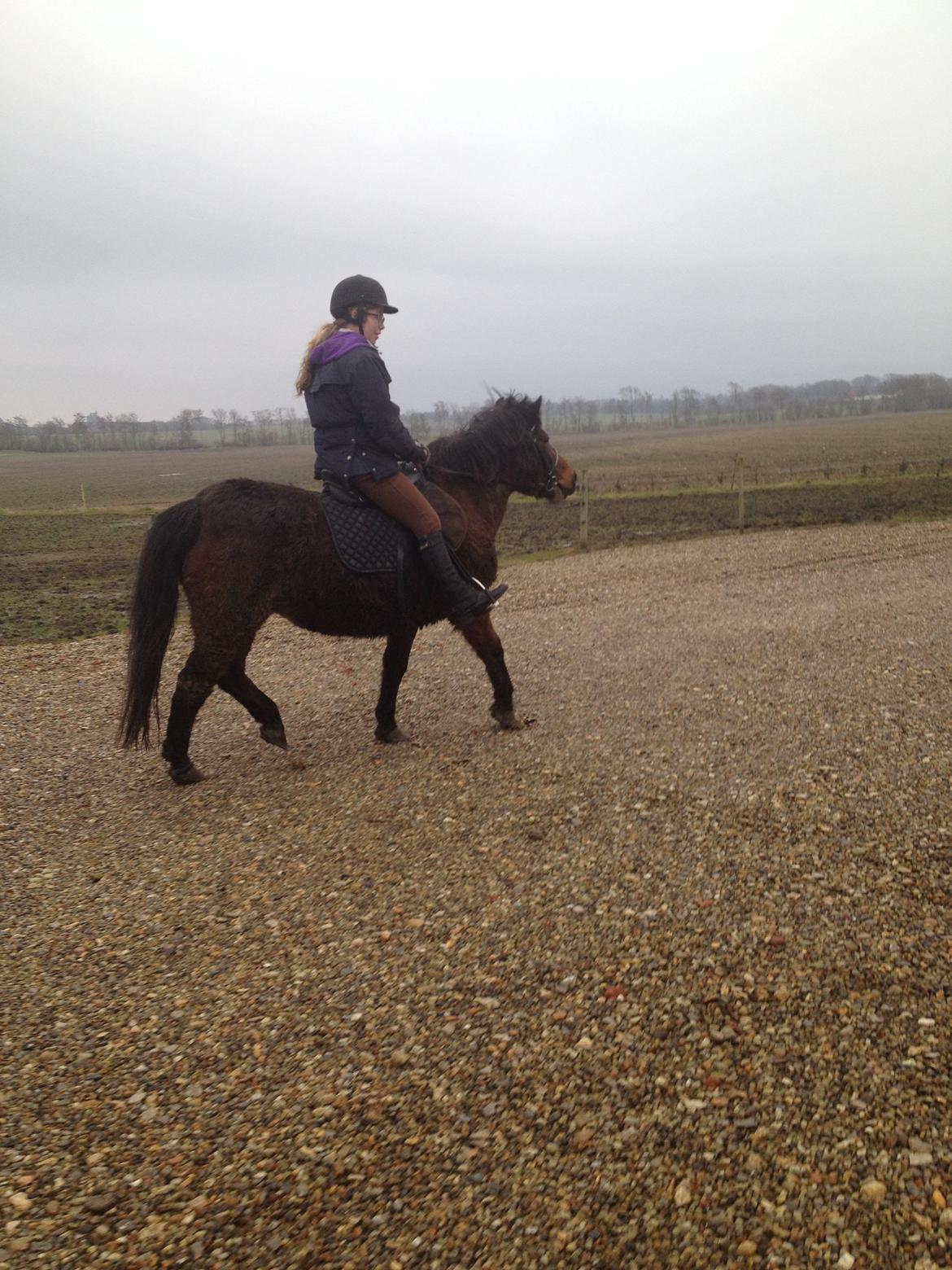 Anden særlig race Berta - Rider frisk forrest på første tur billede 7