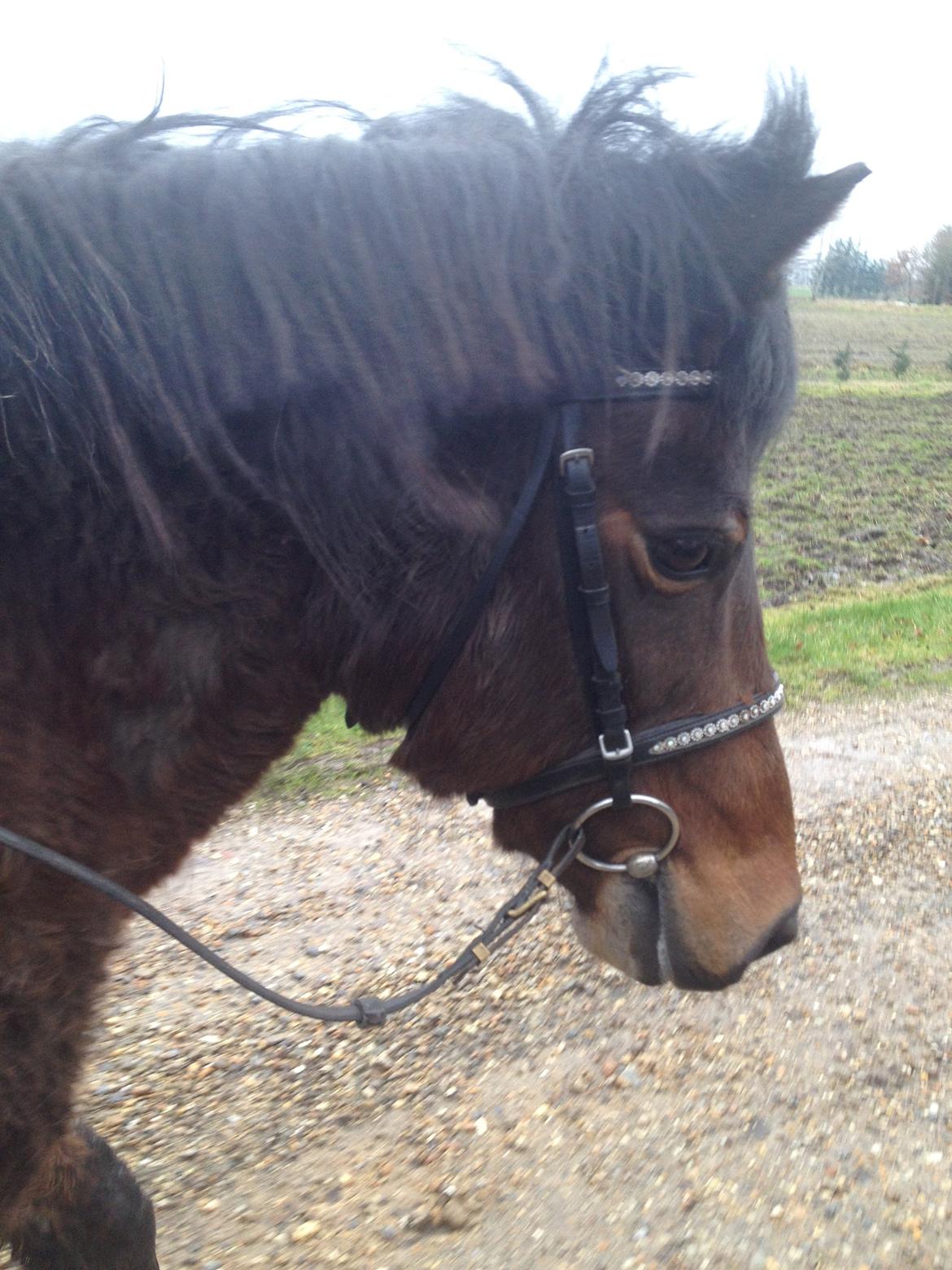 Anden særlig race Berta - Første tur billede 9