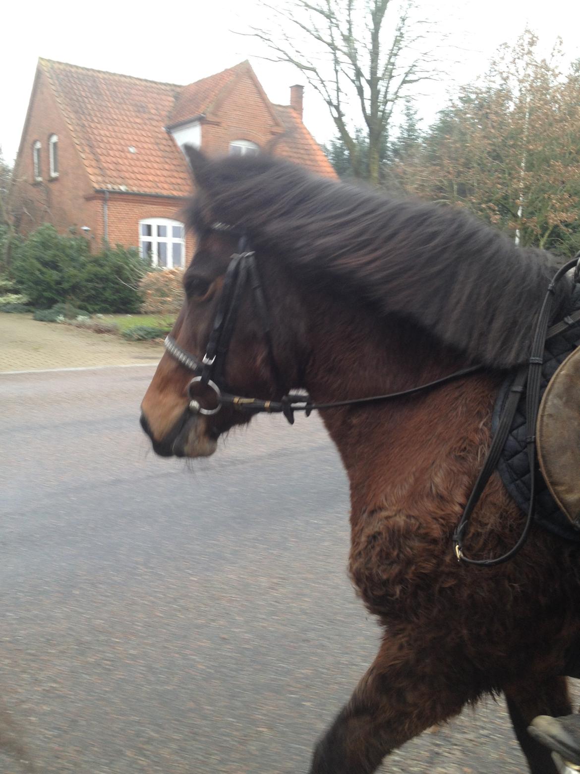 Anden særlig race Berta - Her kan man tydeligt se hendes trælse pels billede 11