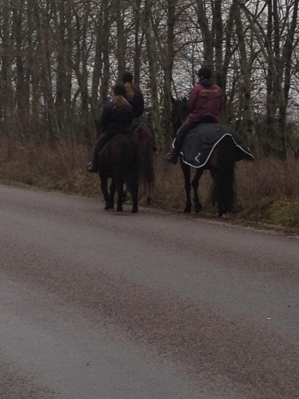 Anden særlig race Berta billede 12