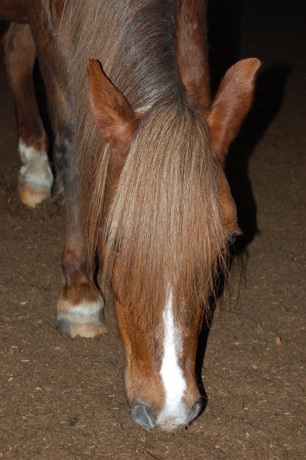 Welsh Pony (sec B) Keilkær Zerlina R.I.P. - 13 december 2013 billede 8