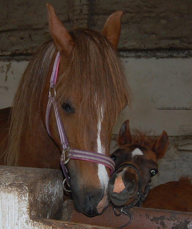Welsh Pony (sec B) Keilkær Zerlina R.I.P. - 28 maj 2013, sammen med hendes smukke lille dreng billede 11