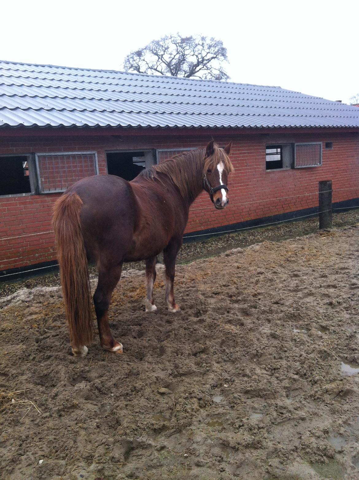 Welsh Pony (sec B) Keilkær Zerlina R.I.P. - 5 januar 2014 billede 7