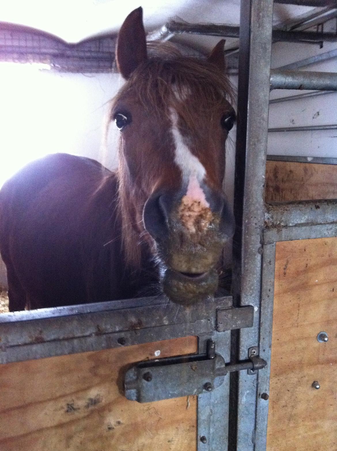 Welsh Pony (sec B) Keilkær Zerlina R.I.P. - 14 marts 2013, mmmmm mash..... billede 19