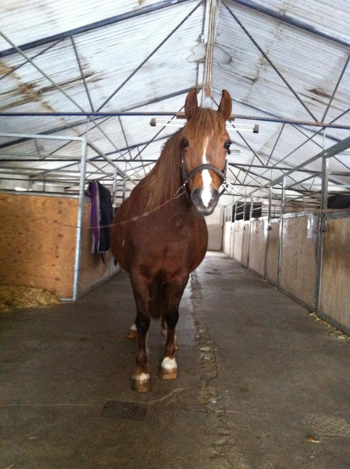 Welsh Pony (sec B) Keilkær Zerlina R.I.P. - 13 marts 2013 billede 20