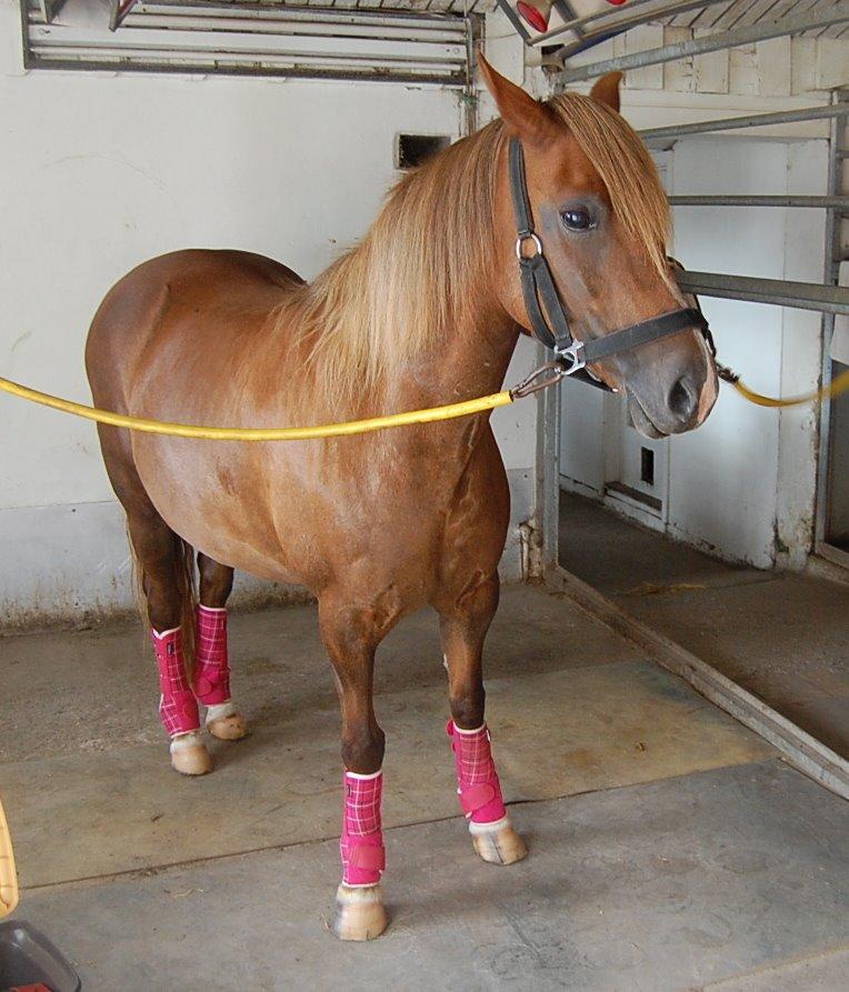 Welsh Pony (sec B) Keilkær Zerlina R.I.P. - 10 august 2012 <3 billede 25