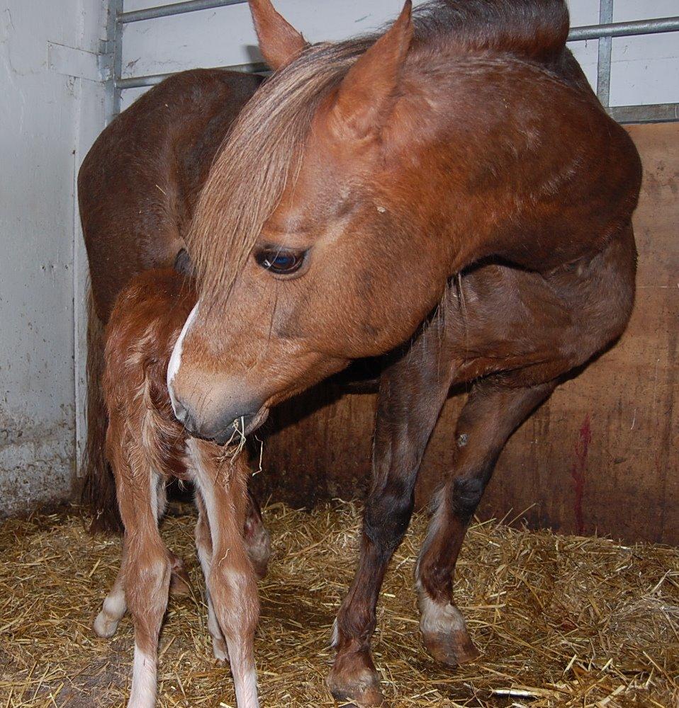 Welsh Pony (sec B) Keilkær Zerlina R.I.P. - 18 marts 2013, lige fået en dejlig lille dreng billede 18