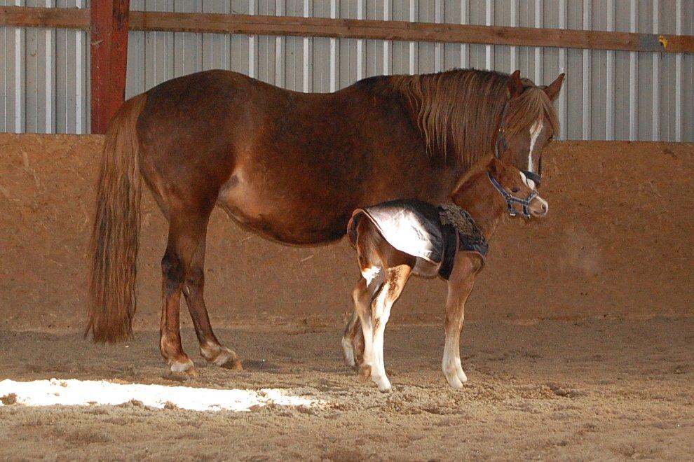 Welsh Pony (sec B) Keilkær Zerlina R.I.P. - 22 marts 2013 billede 17