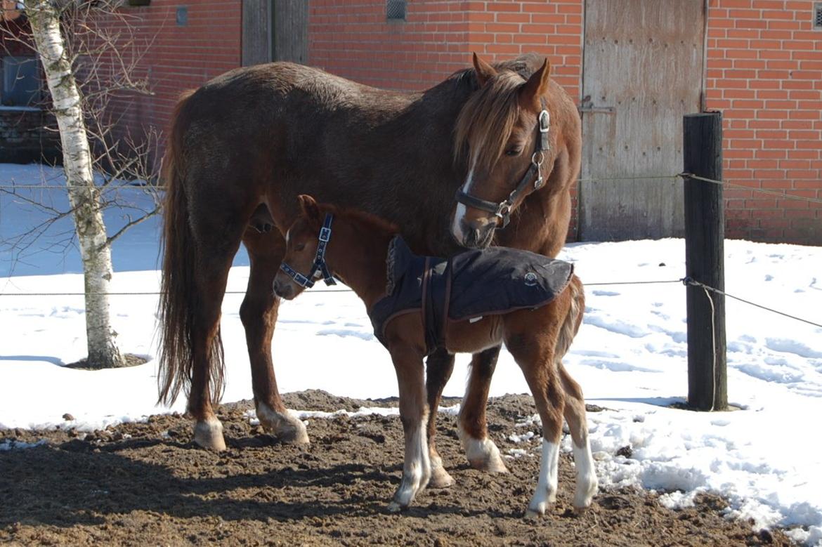 Welsh Pony (sec B) Keilkær Zerlina R.I.P. - 24 marts 2013 billede 16