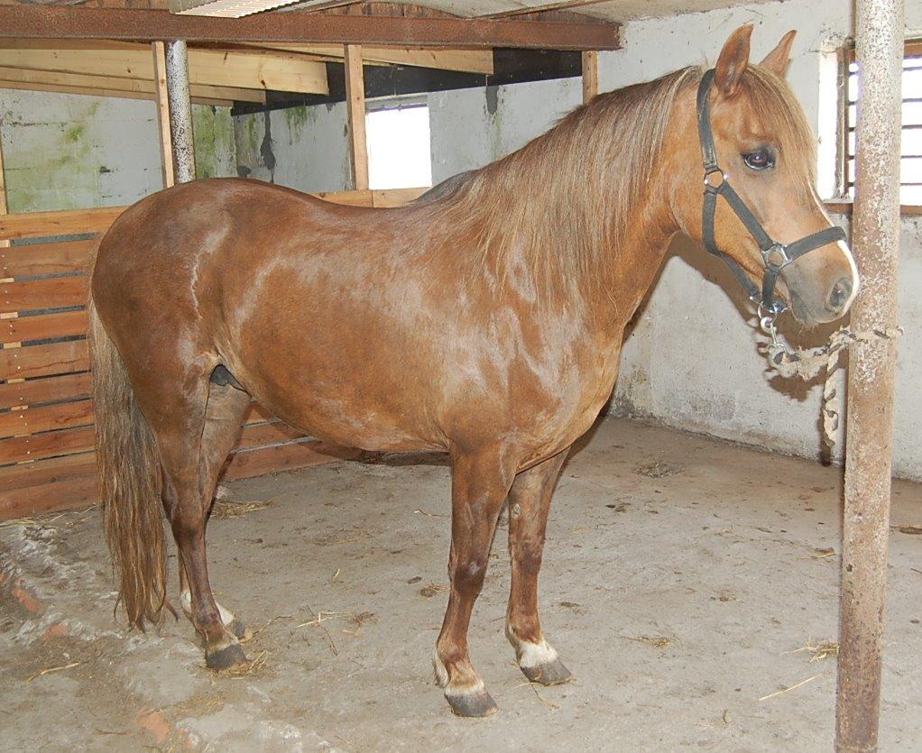 Welsh Pony (sec B) Keilkær Zerlina R.I.P. - 26 maj 2012 billede 43