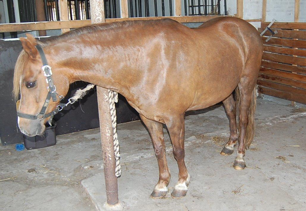 Welsh Pony (sec B) Keilkær Zerlina R.I.P. - 26 maj 2012 billede 44