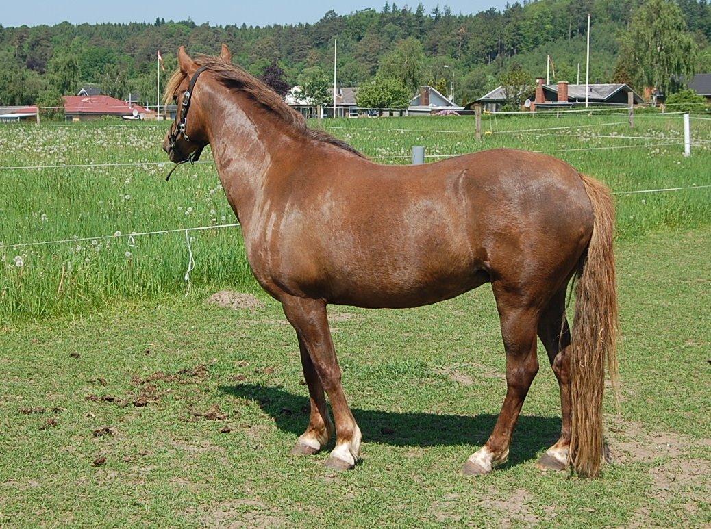 Welsh Pony (sec B) Keilkær Zerlina R.I.P. - 26 maj 2012 billede 45