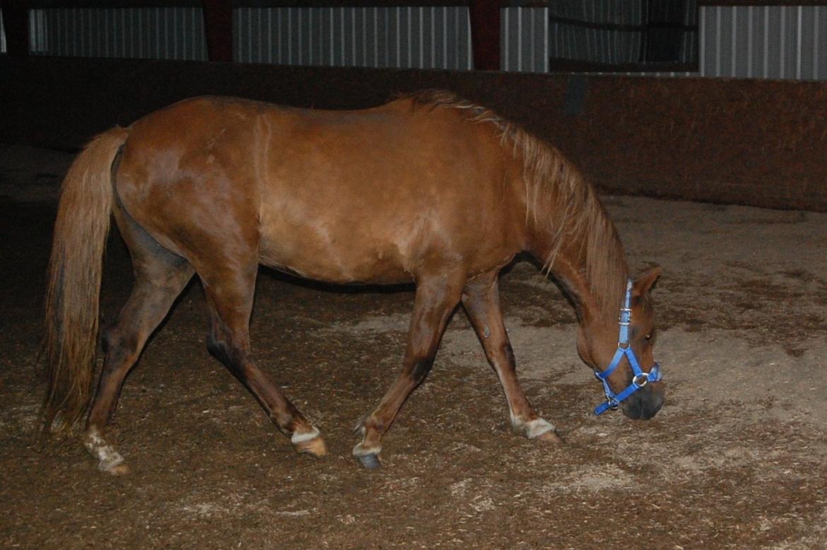 Welsh Pony (sec B) Keilkær Zerlina R.I.P. - 24 juli 2012 billede 35