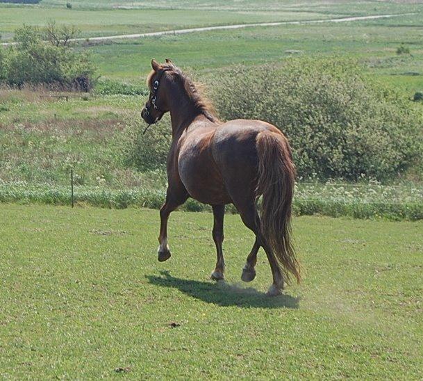 Welsh Pony (sec B) Keilkær Zerlina R.I.P. - 26 maj 2012 billede 47