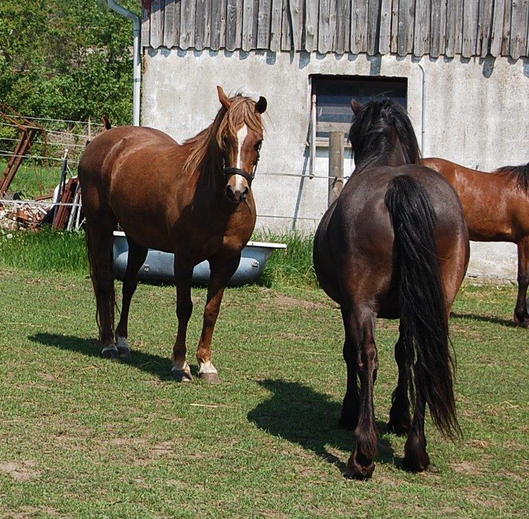 Welsh Pony (sec B) Keilkær Zerlina R.I.P. - 26 maj 2012 billede 48