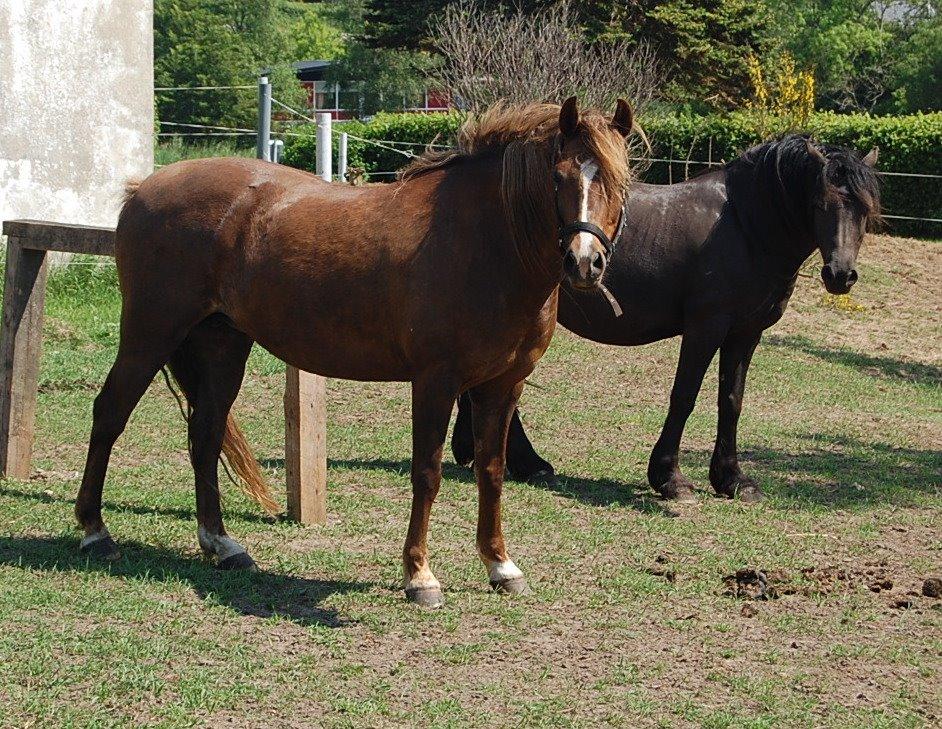 Welsh Pony (sec B) Keilkær Zerlina R.I.P. - 26 maj 2012 billede 49