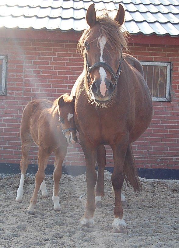 Welsh Pony (sec B) Keilkær Zerlina R.I.P. - 21 april 2013 billede 13