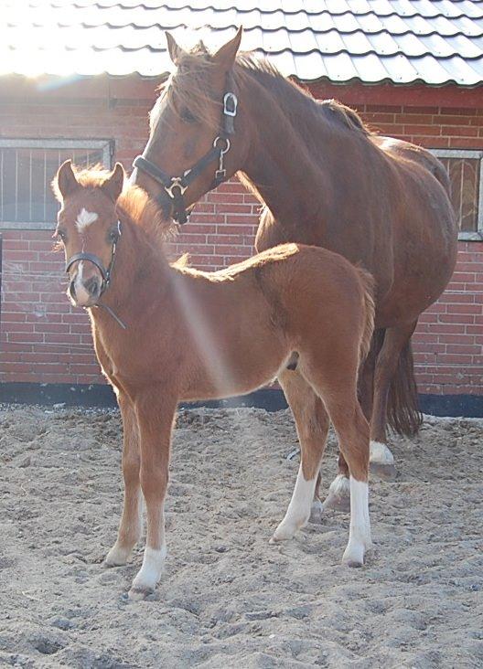 Welsh Pony (sec B) Keilkær Zerlina R.I.P. - 21 april 2013 billede 14