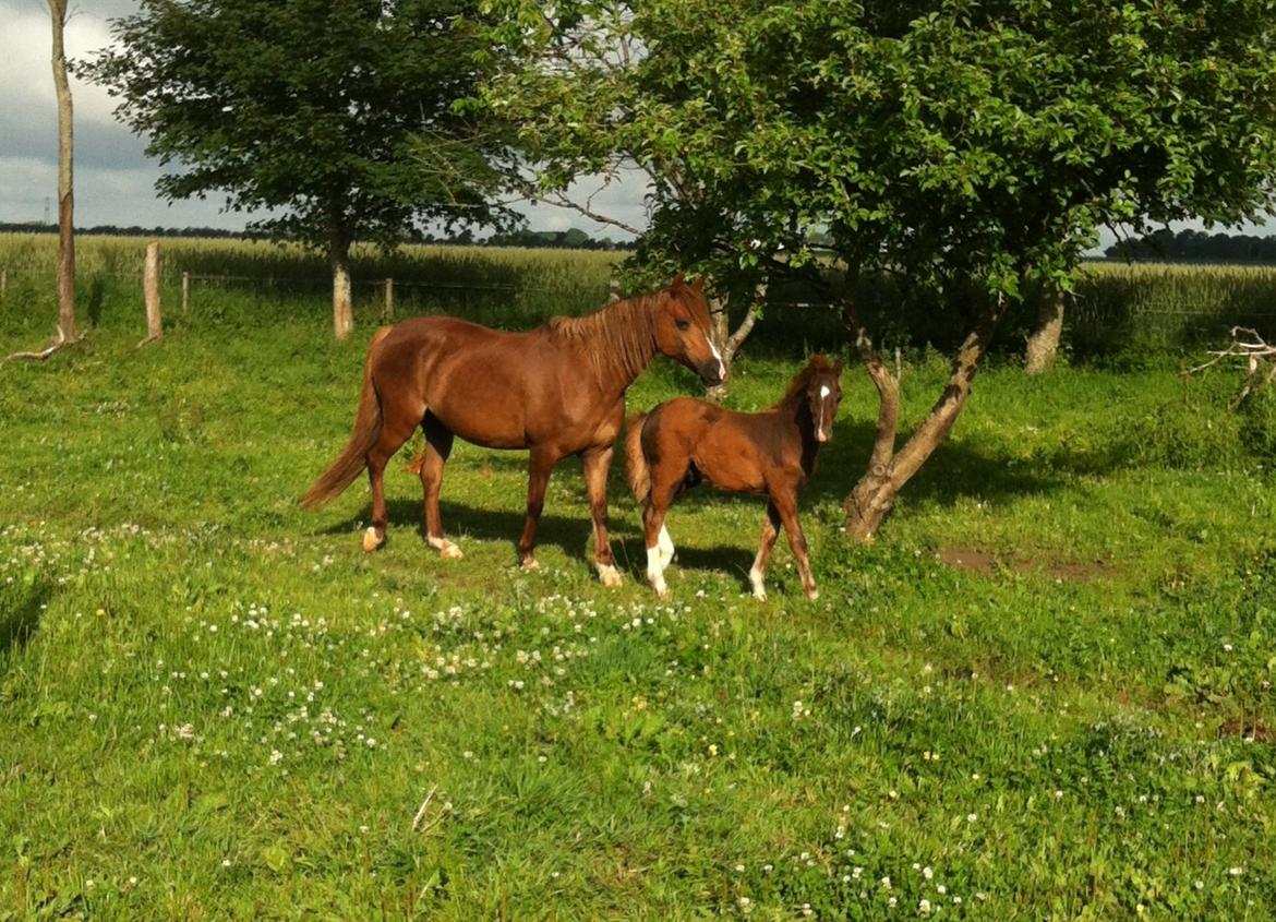 Welsh Pony (sec B) Keilkær Zerlina R.I.P. - 25 juni 2013 billede 10