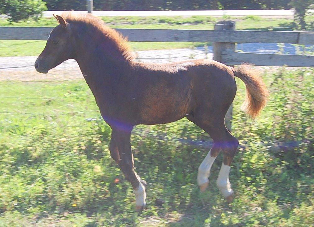 Welsh Pony (sec B) ChaTho´s Zippo - 20 juli 2013 - 4 måneder billede 14