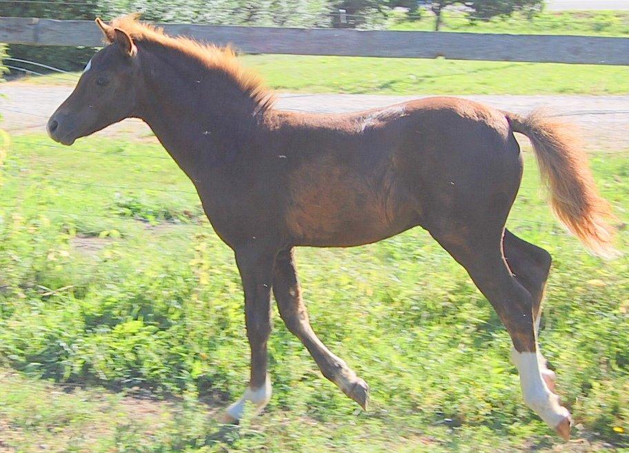 Welsh Pony (sec B) ChaTho´s Zippo - 20 juli 2013 - 4 måneder billede 15