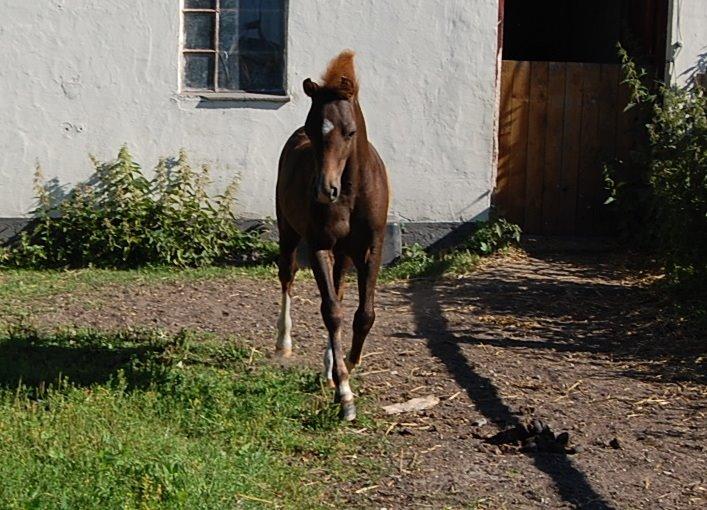 Welsh Pony (sec B) ChaTho´s Zippo - 20 juli 2013 - 4 måneder billede 21