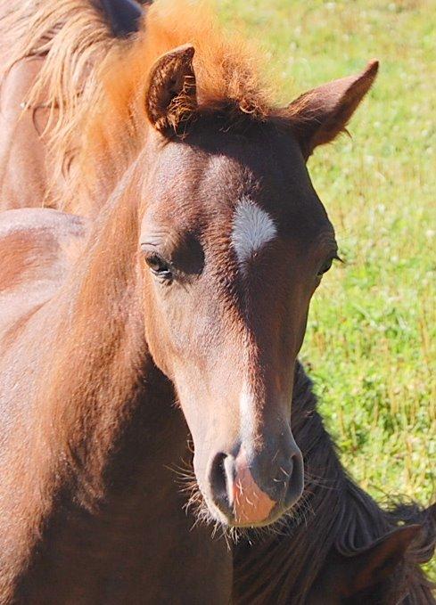 Welsh Pony (sec B) ChaTho´s Zippo - 20 juli 2013 - 4 måneder billede 23