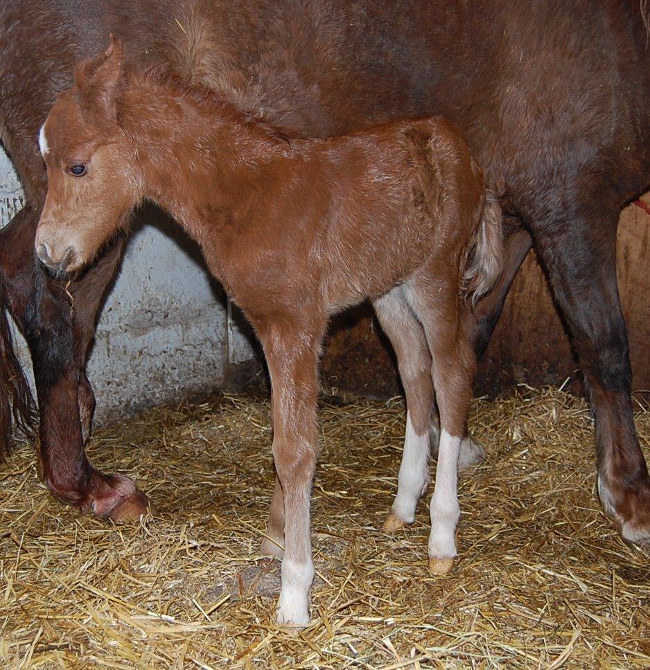 Welsh Pony (sec B) ChaTho´s Zippo - 18 marts 2013 - Helt ny billede 42