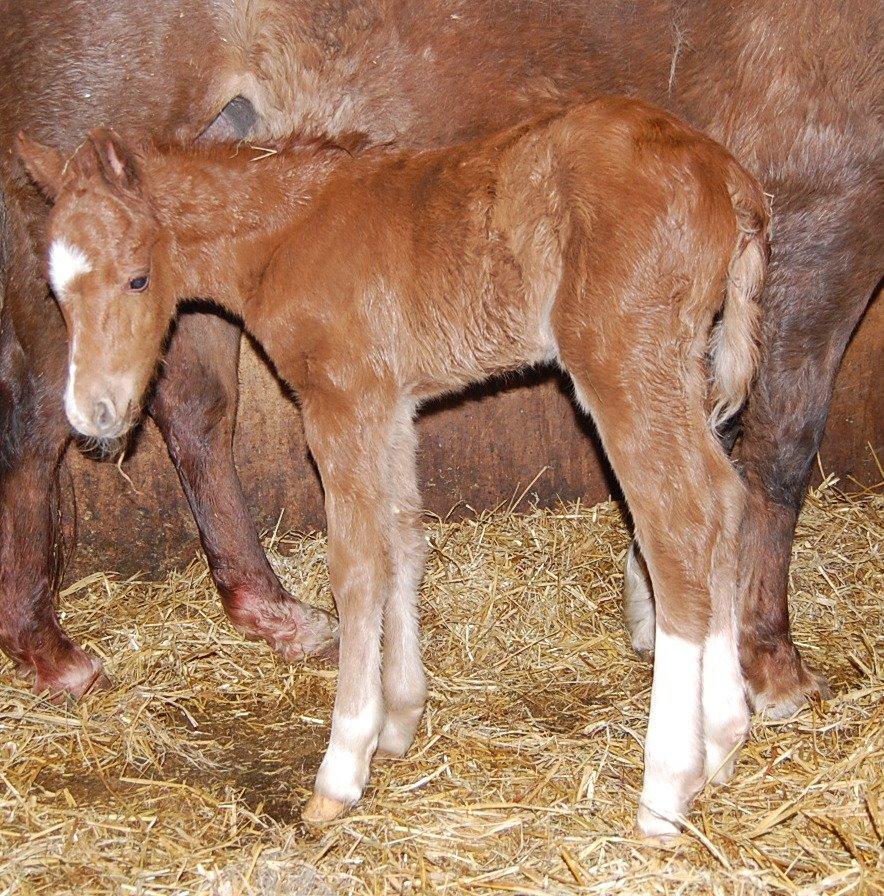 Welsh Pony (sec B) ChaTho´s Zippo - 18 marts 2013 - Helt ny billede 43