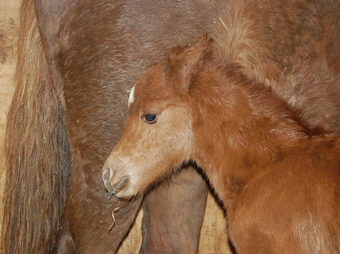 Welsh Pony (sec B) ChaTho´s Zippo - 18 marts 2013 - Helt ny billede 44