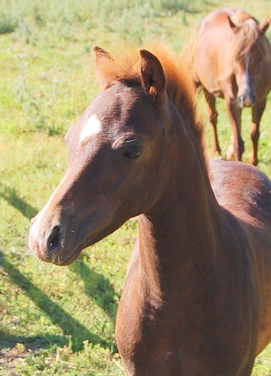Welsh Pony (sec B) ChaTho´s Zippo - 20 juli 2013 - 4 måneder billede 24