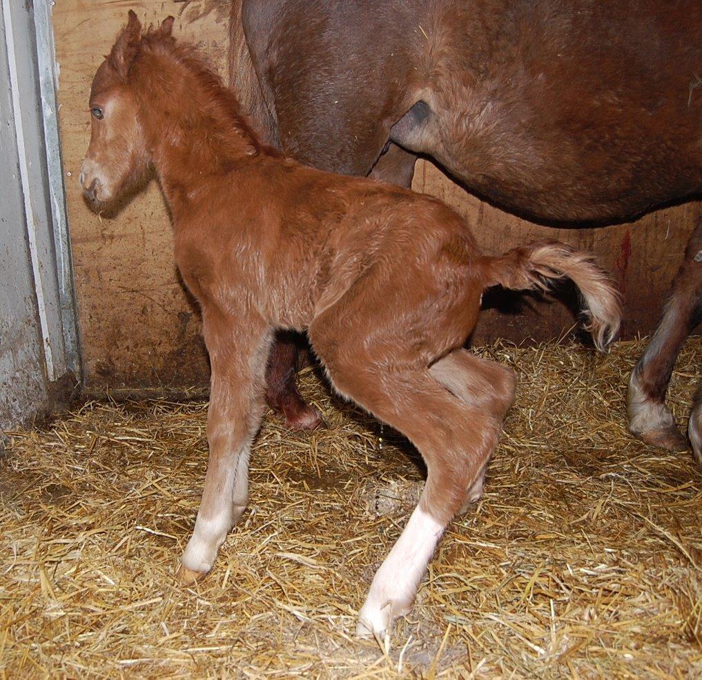 Welsh Pony (sec B) ChaTho´s Zippo - 18 marts 2013 - Helt ny billede 45