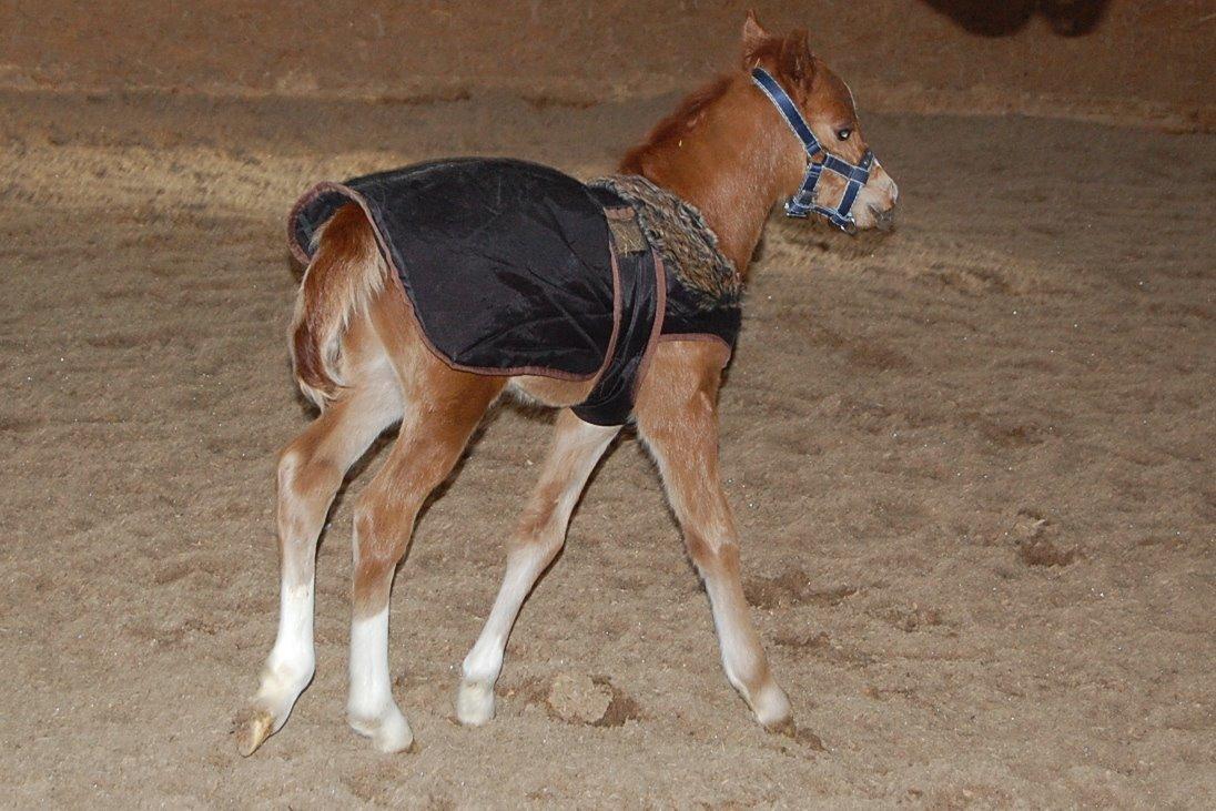 Welsh Pony (sec B) ChaTho´s Zippo - 22 marts 2013 billede 40
