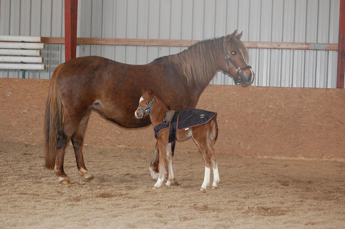 Welsh Pony (sec B) ChaTho´s Zippo - 22 marts 2013 billede 39