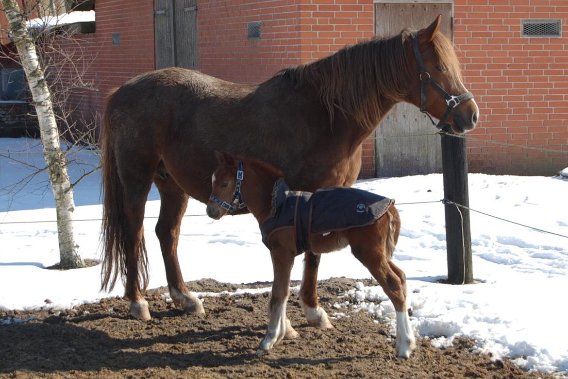 Welsh Pony (sec B) ChaTho´s Zippo - 24 marts 2013 billede 33