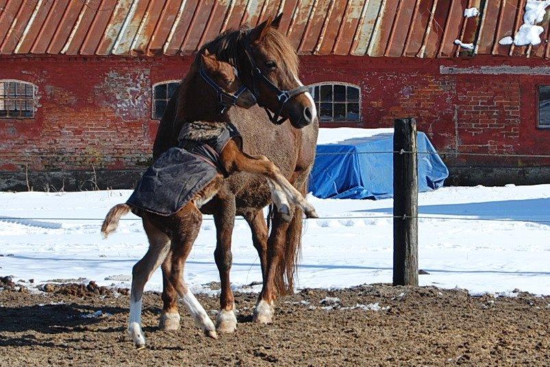 Welsh Pony (sec B) ChaTho´s Zippo - 24 marts 2013 billede 34
