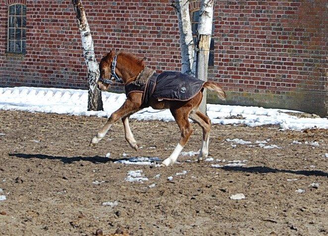 Welsh Pony (sec B) ChaTho´s Zippo - 24 marts 2013 billede 36