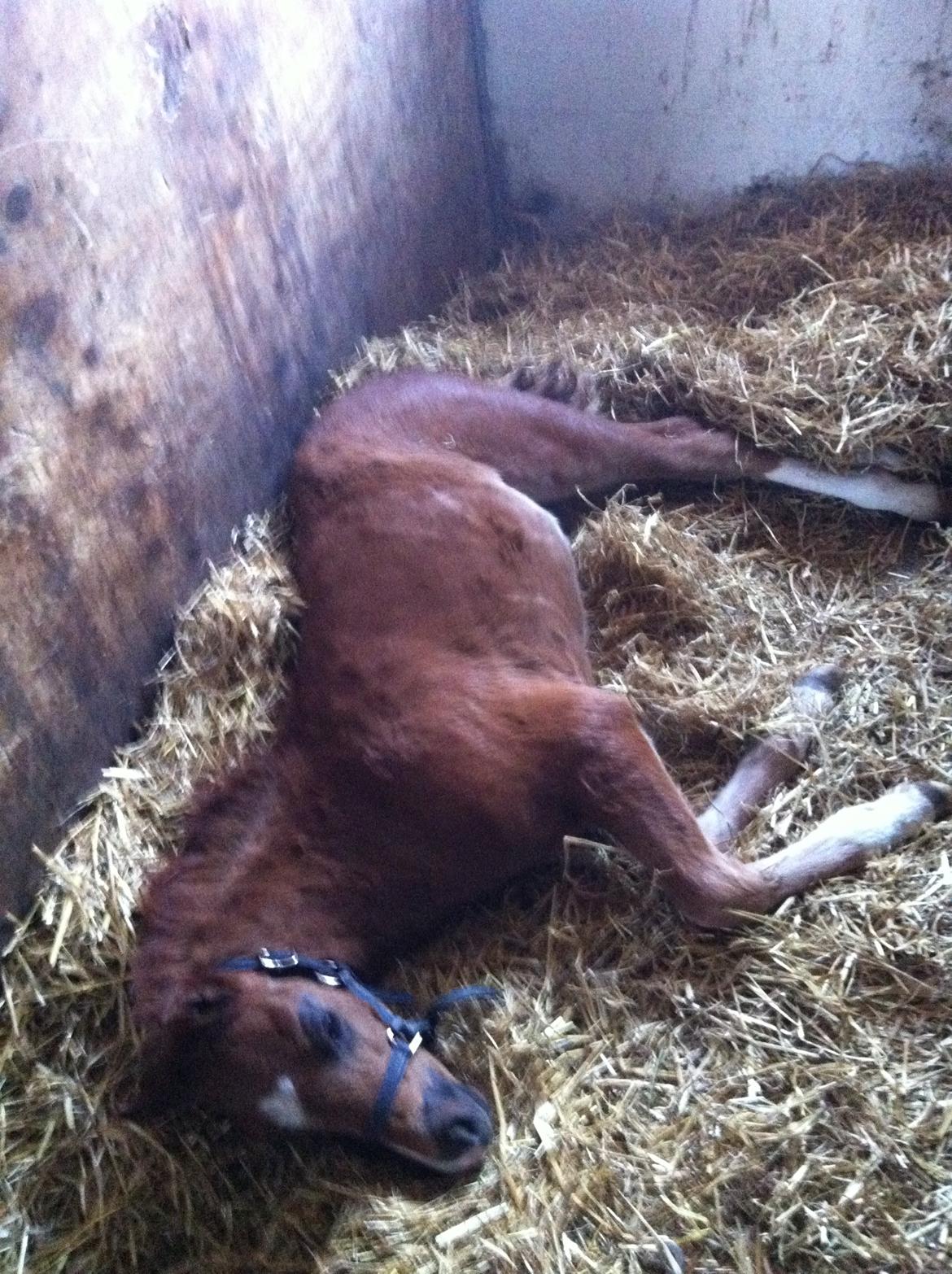 Welsh Pony (sec B) ChaTho´s Zippo - 30 april 2013 billede 28