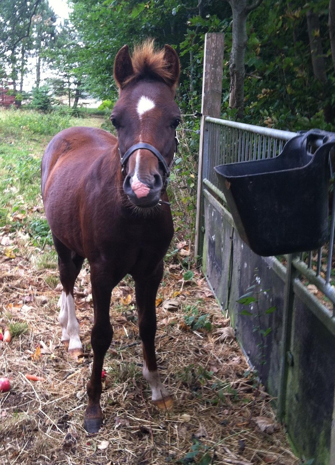 Welsh Pony (sec B) ChaTho´s Zippo - 3 september 2013 billede 10